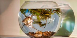 Fish in bowl.